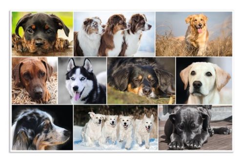 Asztali könyöklő 33x55 cm Herma "Dogs"