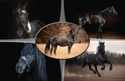 Asztali könyöklő 54,5x34 cm T-Creativ "Horses"